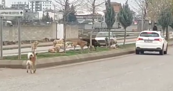 Ceylanpınar'da başıboş köpeklerin tedirgin eden görüntüsü;