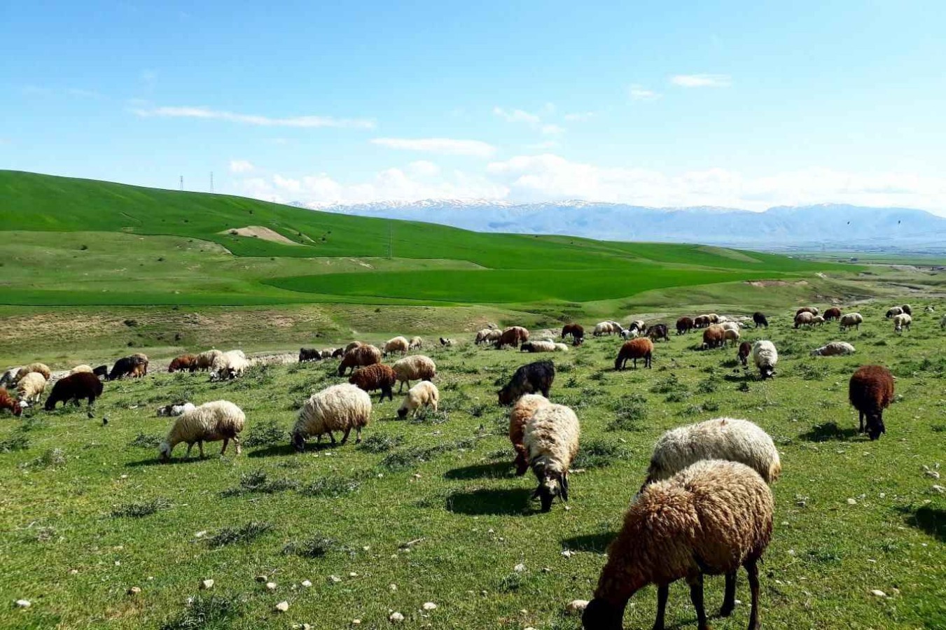 Şanlıurfa’da TOKİ meralara el koydu;