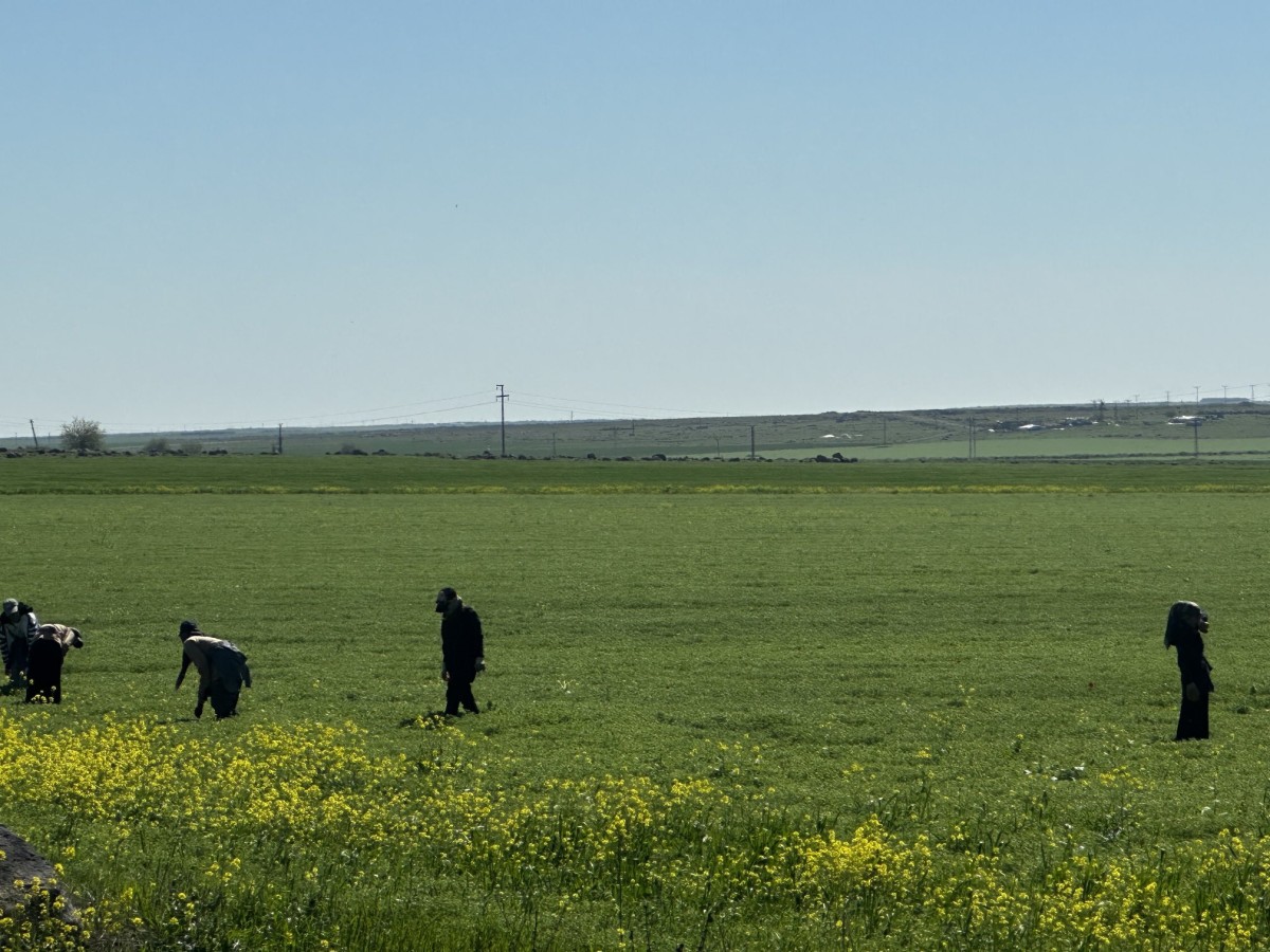 Şanlıurfa’da mercimekte rekor üretim bekleniyor;