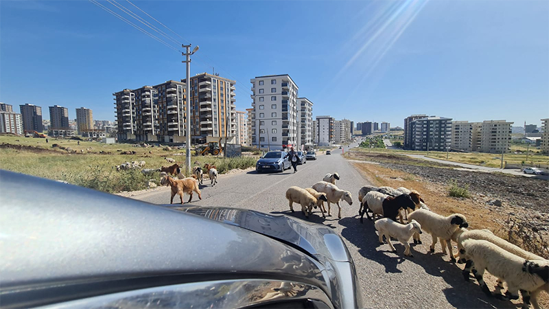 Bayram yaklaşıyor! Şanlıurfa'da kent merkezinde küçükbaşların sayısı arttı