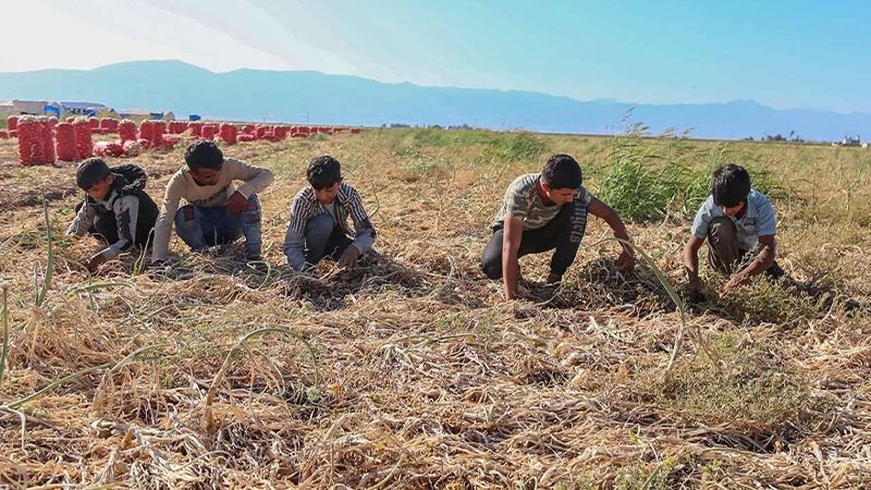 Hatay’daki Urfalı tarım işçisi çocuktan acı haber;