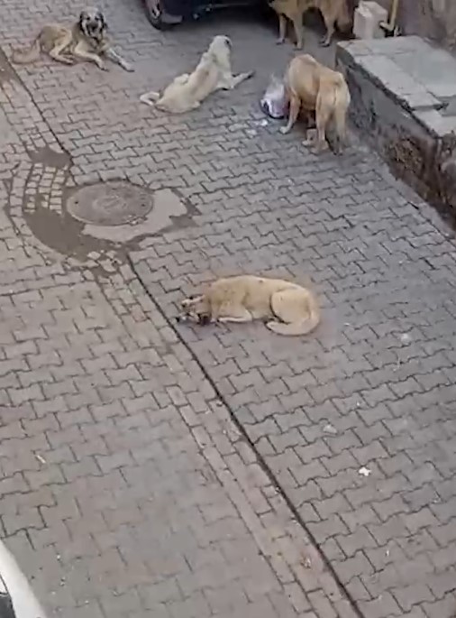 Şanlıurfa'da başıboş köpekler tehlike saçıyor;