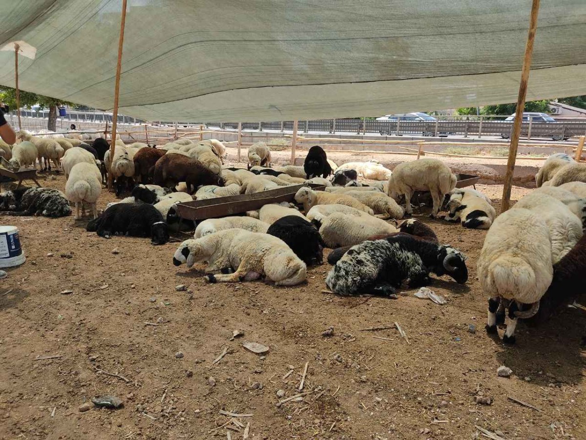 Şanlıurfa'da kurban pazarları nereye kurulacak?;