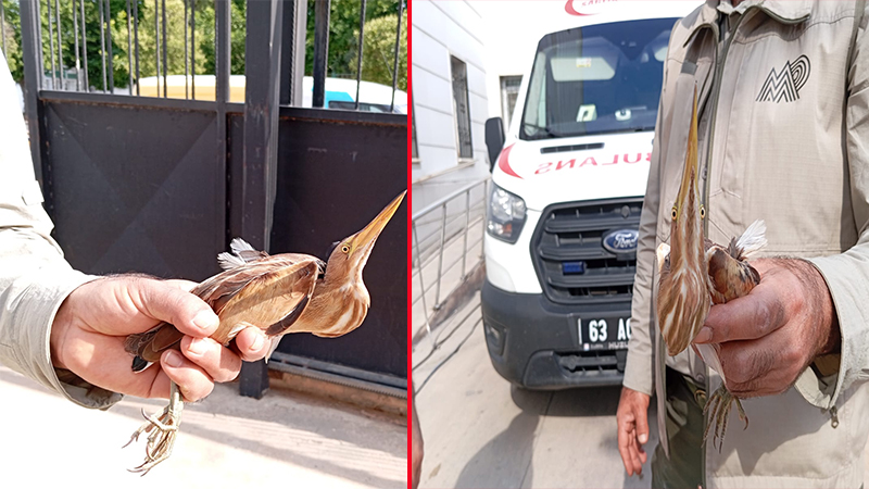Şanlıurfa'da sağlık ekiplerinin bulduğu balaban kuşu tedaviye alındı
