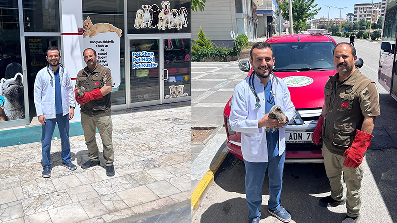 Şanlıurfa'da yaralı kulaklı orman baykuşu duyarlı vatandaşlar sayesinde kurtarıldı!;