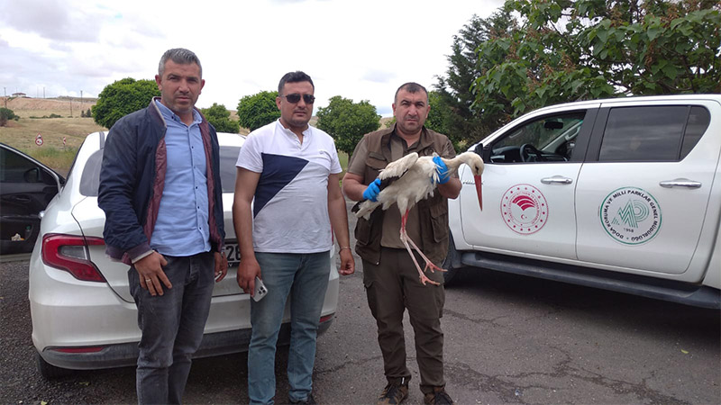 Şanlıurfa'da yaralı leylek bulundu: Tedavi altında!;