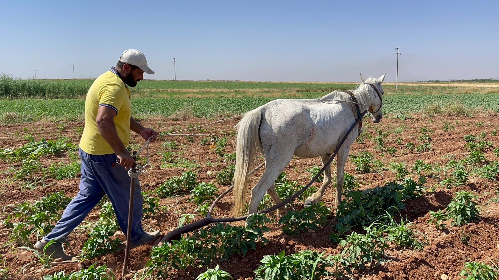 Fiyatlar arttı: Şanlıurfa'da çiftçi geleneksel yönteme döndü!;