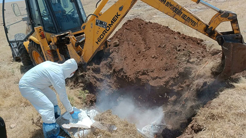 Haliliye'de büyükbaş hayvan öldü! Mahalle karantinaya alındı;