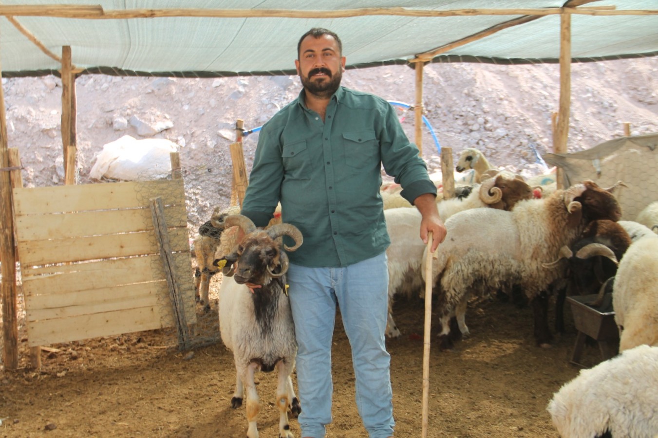 Şanlıurfa’da kurban pazarının 4 boynuzlu koyun;