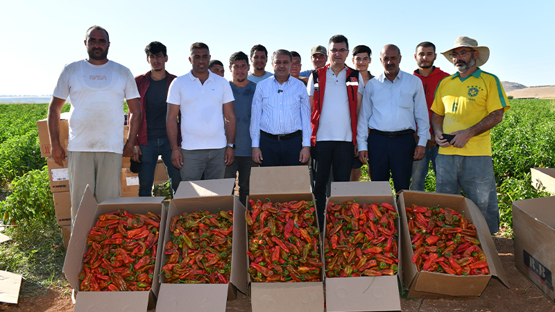 Vali Şıldak biber hasadına katıldı;