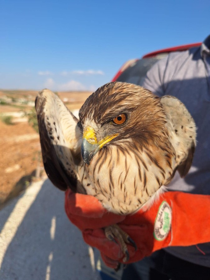 Şanlıurfa'da bulunan yaralı yavru kartal tedavi altına alındı