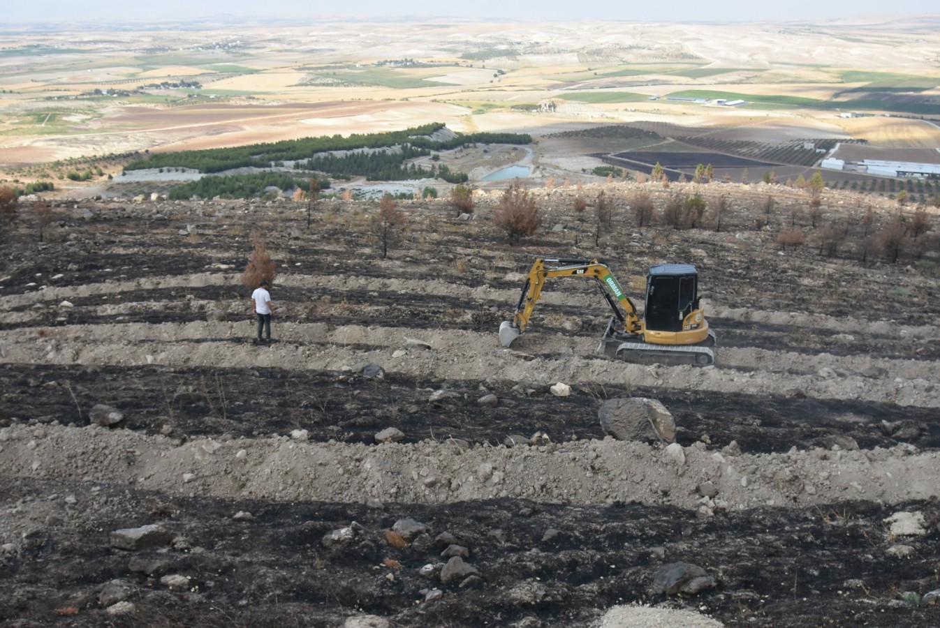 Şanlıurfa'da yanan alanlar yeniden yeşilleniyor