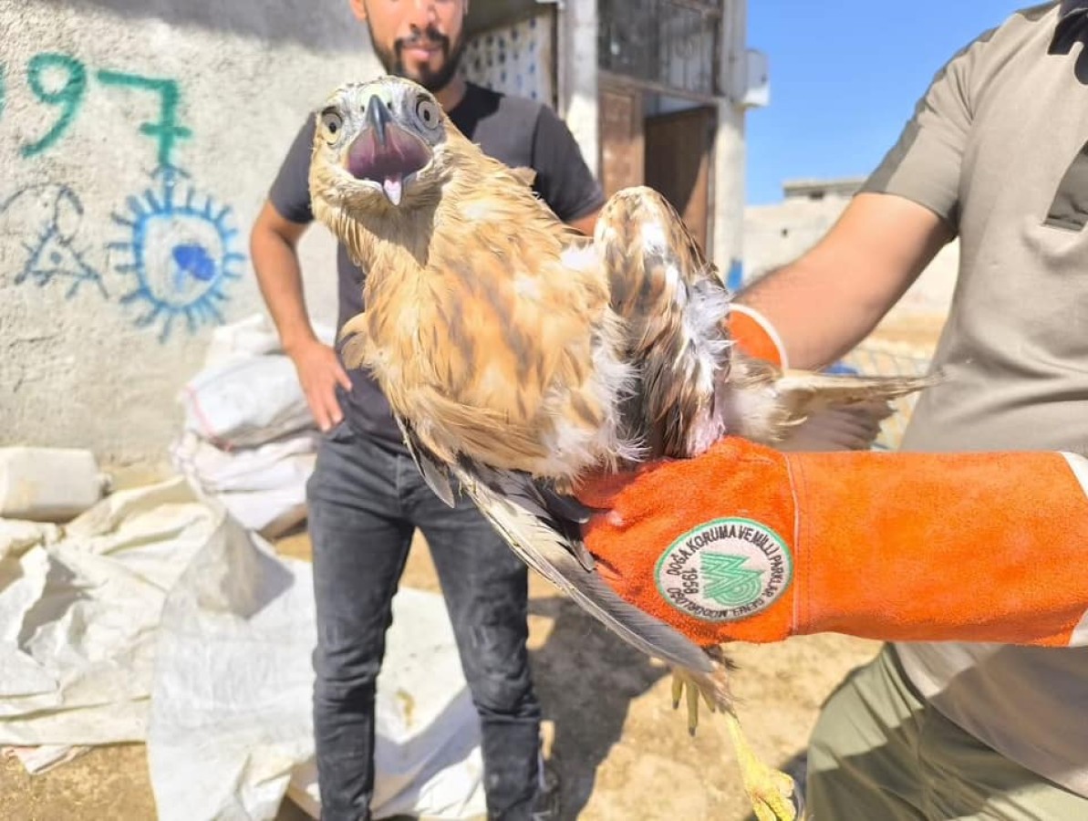 Şanlıurfa'da yaralı kartal tedaviye alındı